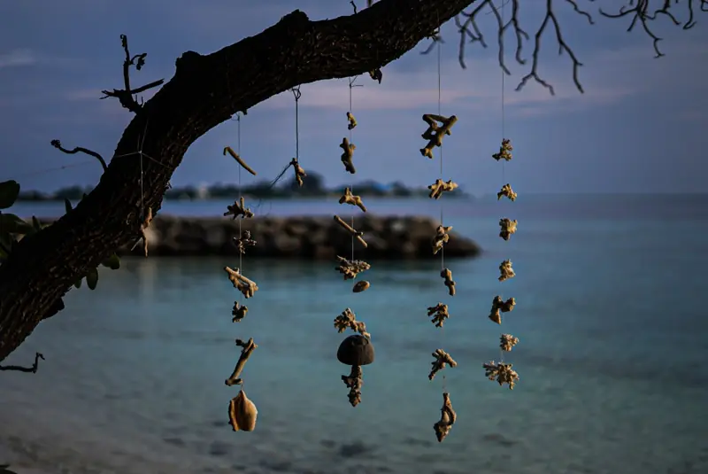 Hanging shells in the Maldives